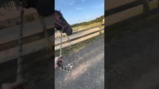 cricket monster    #viral #horse #cute #subscribe #equestrian