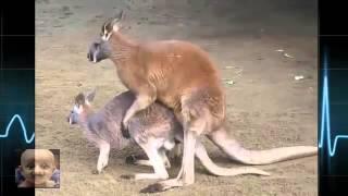 █ █ ▆ MATING ANIMALS FUNNY COMPILATION  СЕЗОН ЛЮБВИ ЖИВОТНЫХ ПРИКОЛ