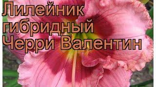 Лилейник гибридный Черри Валентин  обзор: как сажать, рассада лилейника Черри Валентин