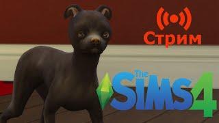 Играем в сохранение династии The Sims 4