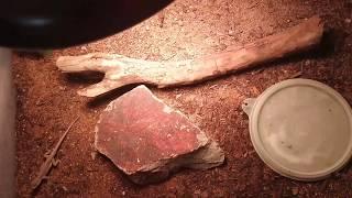 Ornate Tree Lizard Feeding