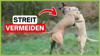 Hunde im Streit? So stärkst du ihre Kommunikation