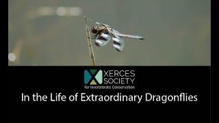 In the Life of Extraordinary Dragonflies