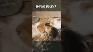 [FULL] Emang Boleh? Segemoyi ituh..
