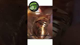 Huge Bass Swallows Fish Whole - Unbelievable Catch! #shorts #viral #fishing