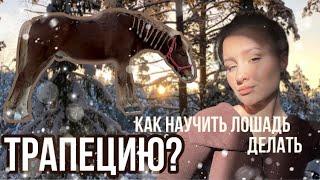 КАК научить лошадь ТРАПЕЦИИ?|| конный урок в руках 1 