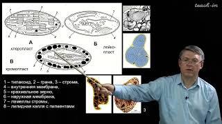 Дубынин В.А. - 100 часов школьной биологии - 2.11. Пластиды. Фотосинтез (световая и темновая стадии)