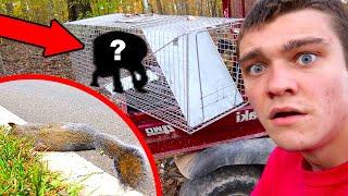 I Trapped MYSTERY ANIMAL with Roadkill Bait!