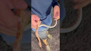 Little Kid Grabbing A Corn Snake In Everglades #cornsnake #snakes #snakecatching #everglades
