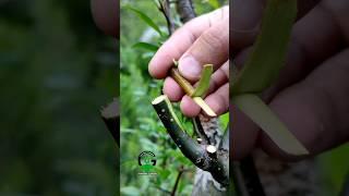 best grafting technique for pear tree grafting #art #craft #satisfying #bestvideo #shorts