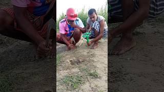 Survival Rat Hunt 93 #shortsfeed #rattrap #farmer #hunt #survival #viralvideo