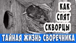 ТАЙНАЯ ЖИЗНЬ СКВОРЦОВ  КАК ОНИ СПЯТ