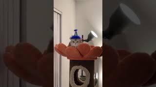 Cute Animals Meow Cash