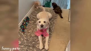 Die besten Hunde und Katzen Videos 2021, Teil 3, Cute and Funny Cats & Dogs Videos.