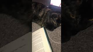 Reading with my cat #cat #catvideos #cutecat #reading #adorable