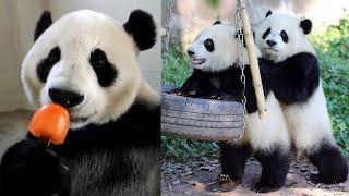  Funny And Cute Panda Compilation   Cute Panda Video [FUNNY ANIMAL VIDEO] Funny Animal Clips