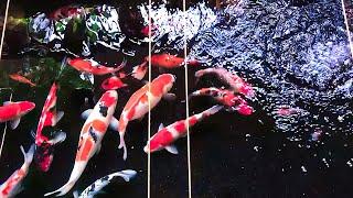 Relaxing Koi Fish Pond with Calming Music for Sleeping or Zen or Studying  - 2 Hours