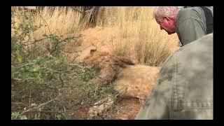 Exclusive film of an illegal "green hunt" of a "canned" lion in South Africa