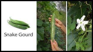 How to grow Snake Gourd - Tender squash or tomato sauce replacement