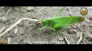 Grasshoppers ।।  Shashanka Saikia
