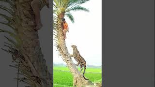 A Leopard attack shepherd boy field #vfx #animals #tiger #video #subscribe #foryou #shorts #reels