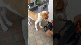 Belt for Jimmy #ytshorts #youtubeshorts #youtubeviralvideo #dog
