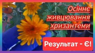 ХРИЗАНТЕМАРЕЗУЛЬТАТвкорінення живців з квітучої роснини️!#українськийконтент #хризантема #живець