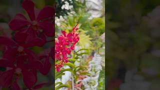 Orchids#gardening #najisworld #orchidflower #onlinesale #dendrobium #phalaenopsis