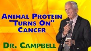 Animal Protein "Turns On" Cancer Genes - T. Colin Campbell PhD