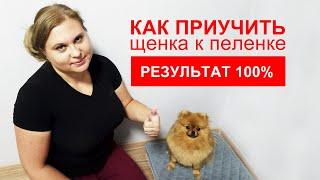 Топ 11 советов | Как приучить щенка к пеленке | 100% результат | Подробная инструкция