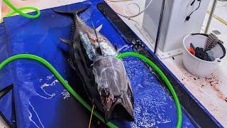 Bluefin Tuna Season 2024 has begun