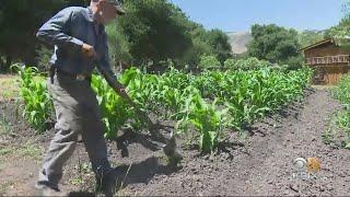 San Juan Bautista Grower Has Success With Dry-Farming Technique