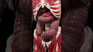 Toxic Megacolon  #anatomy #meded #animation