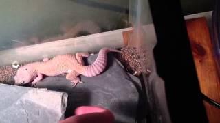Funny sleeping gecko