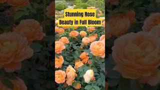  Stunning Rose Beauty in Full Bloom | Nature’s Elegance