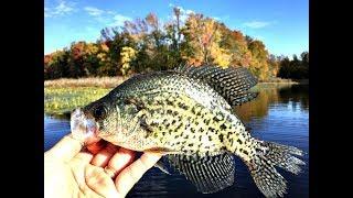Fly Fishing for Fall Slab Crappie and Shellcracker