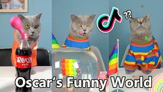 Best Funny Cat Videos | Oscar’s Funny World | Funny Cat TikTok Challenge #3