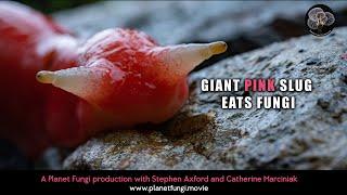 Giant pink slug eats fungi