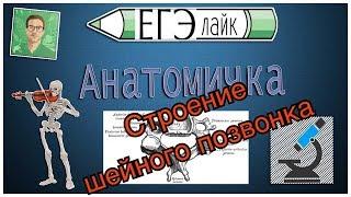 Строение шейного позвонка. Анатомичка с Сергеем Подковальниковым