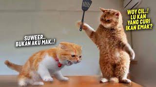 Try Nou To Laugh.! Funniest Cats Videos That Will Make You Laugh ~ Best Funny Cats Videos Of 2023