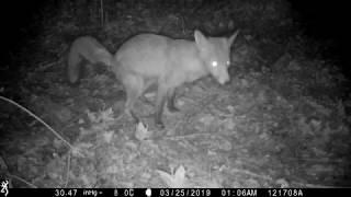 Fox taking a dump