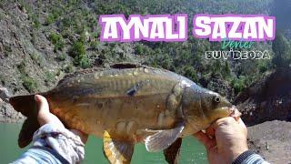 AYNALI SAZAN AVI. boy boy her çeşit sazan yakaladık. #fishing #sazan #sazanavı#carpfishing #carp