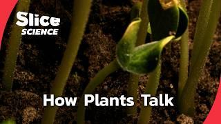 The Secret Language of Plants | SLICE SCIENCE | FULL DOC