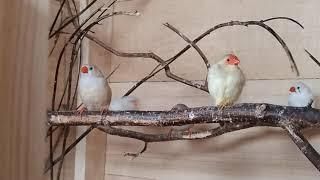 moja drobna egzotyka - zeberki, my little exotic - Zebra finches bird