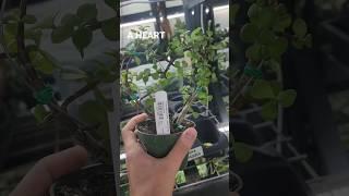 Mind-blowing Plant DIY
