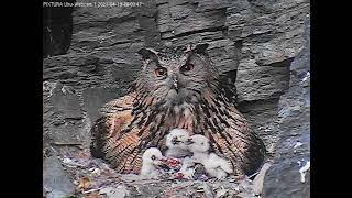 19/04/2021  19:48  Lotte feeds her three owlets (Eagle Owl, Germany, Eifel)