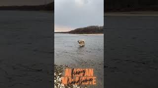 Wolf on the river. Alaskan Malamute decided to swim.