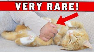 Does Your Cat Allow You to RUB THEIR BELLY? - Here Is What It Really Means (Extremely Rare!)