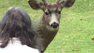 Deer in the Yard – Thanksgiving, 2017