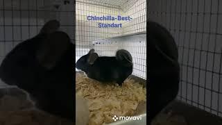 Шиншилловая ферма Chinchilla-Best-Standart